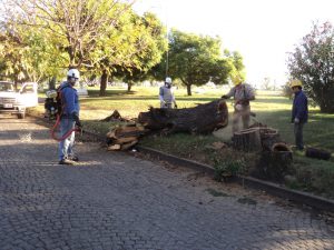 DEFENSA CIVIL REMOVIÓ ÁRBOLES AÑEJOS