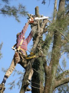 Poda de arboles