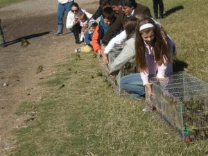 sueltas de pajaros (15)