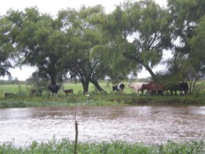aguas del yaguaron