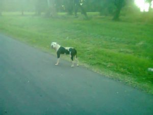 perro abandonado