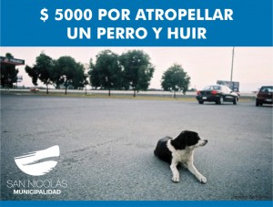 perro