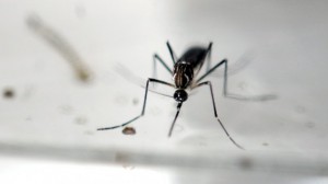 mosquito zika