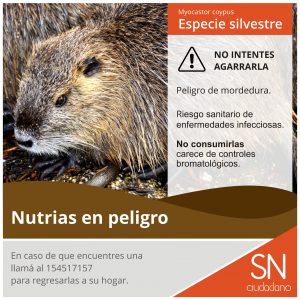 nutria