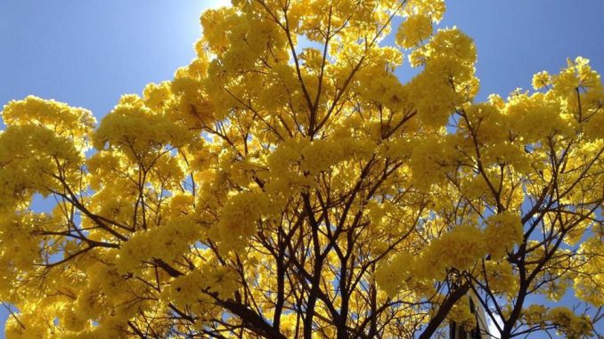 lapacho amarillo
